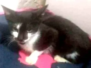 Gato raça Srd  idade 2 a 6 meses nome Chamo ela de (luna)