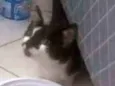 Chamo ela de (luna)