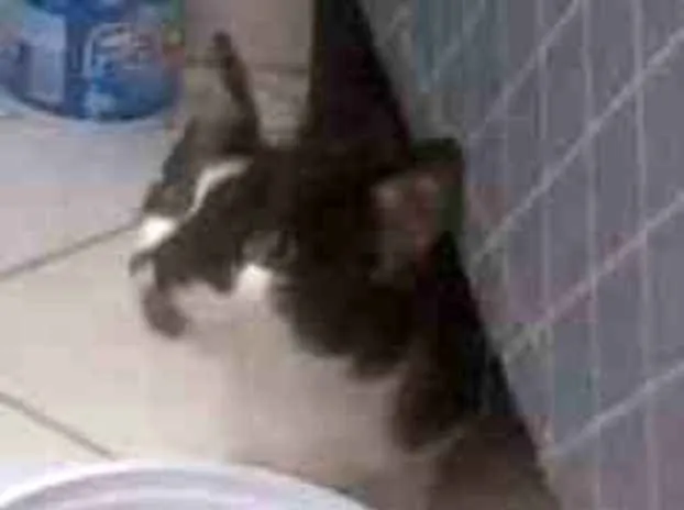 Gato ra a Srd  idade 2 a 6 meses nome Chamo ela de (luna)