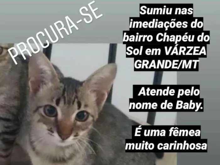 Gato ra a Sem Raça idade 7 a 11 meses nome Baby