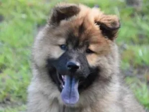 Cachorro raça Chow Chow mestiça  idade 2 a 6 meses nome Tokio