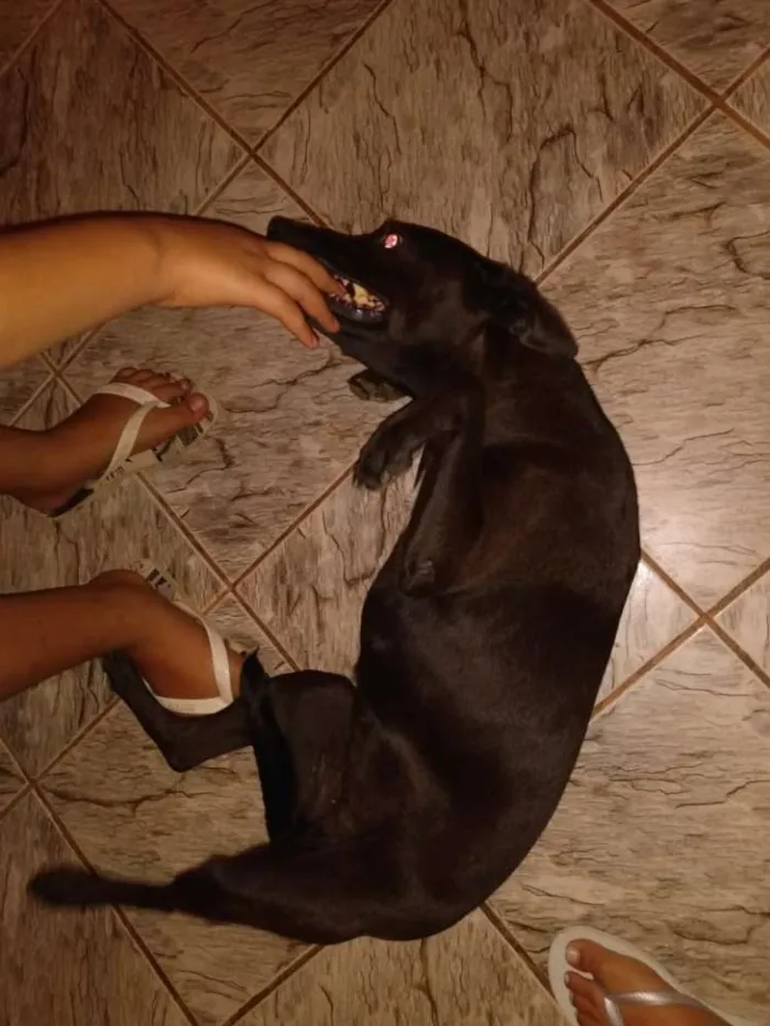 Cachorro ra a SRD idade 5 anos nome Maya