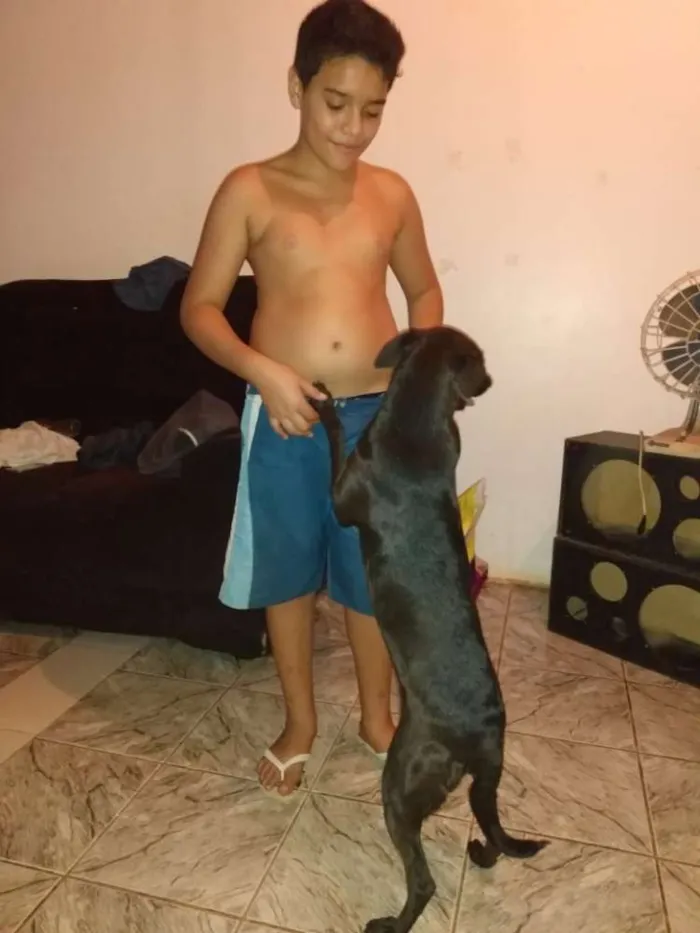 Cachorro ra a SRD idade 5 anos nome Maya