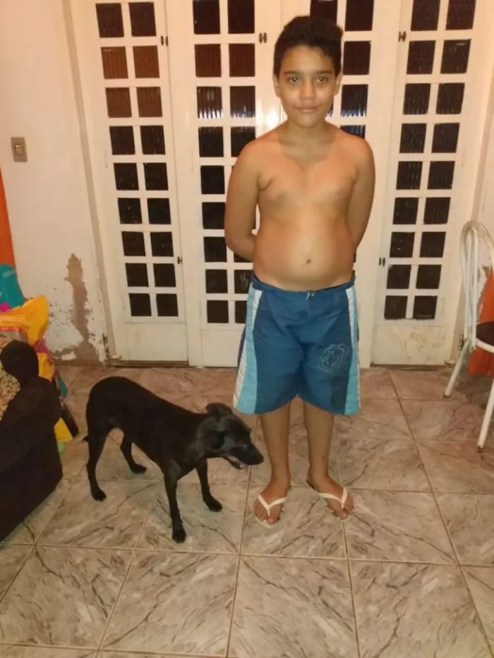 Cachorro ra a SRD idade 5 anos nome Maya