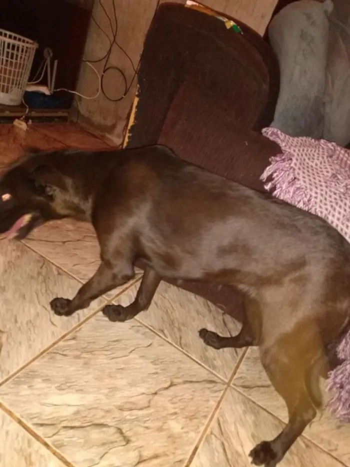 Cachorro ra a SRD idade 5 anos nome Maya