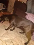 Maya