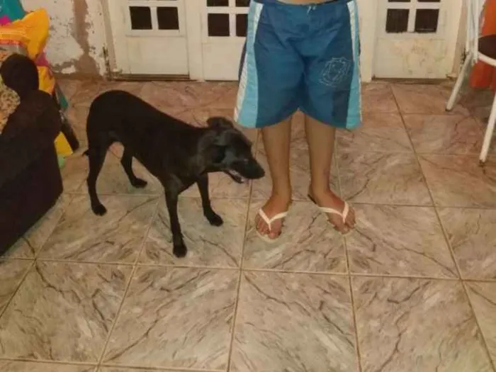 Cachorro ra a SRD idade 5 anos nome Maya