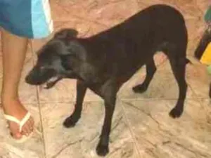 Cachorro raça SRD idade 5 anos nome Maya