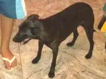 Cachorro ra a SRD idade 5 anos nome Maya