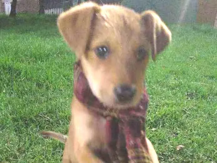 Cachorro raça Srd idade 2 a 6 meses nome Flintols
