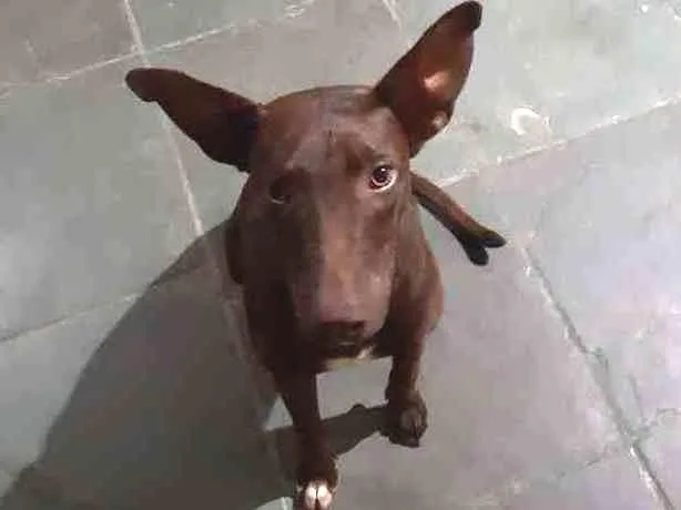 Cachorro ra a Não sei idade 2 a 6 meses nome Não sei