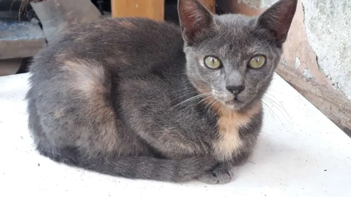 Gato ra a Vira lata  idade 2 a 6 meses nome Sem nome 