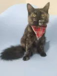 Samira