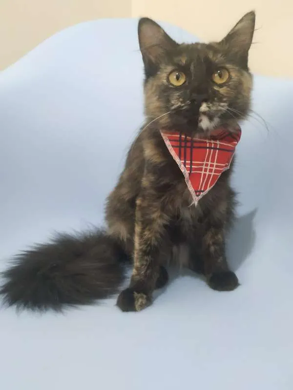 Gato raça SRD idade 2 a 6 meses nome Samira