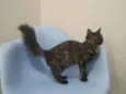 Samira