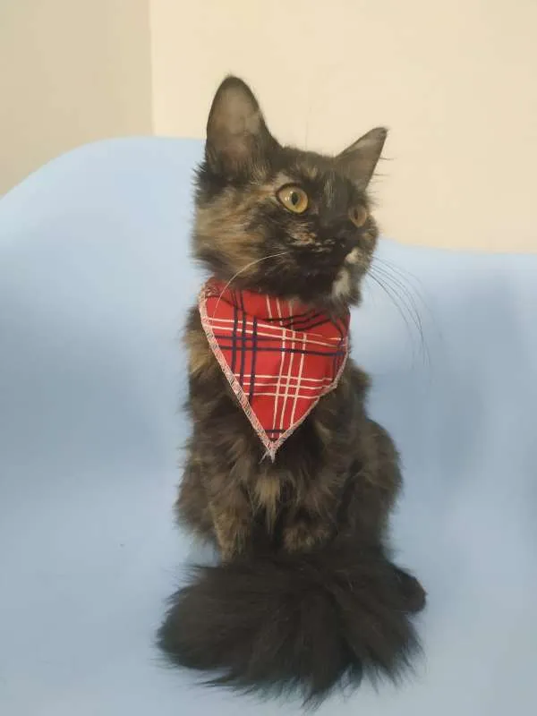 Gato raça SRD idade 2 a 6 meses nome Samira