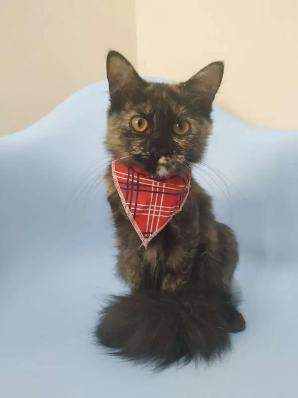 Gato raça SRD idade 2 a 6 meses nome Samira