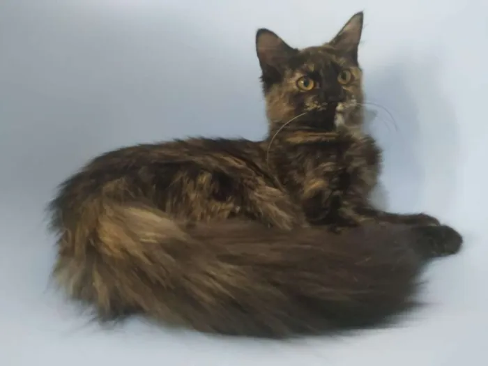 Gato raça SRD idade 2 a 6 meses nome Samira