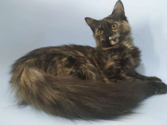 Gato raça SRD idade 2 a 6 meses nome Samira