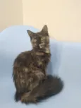Samira