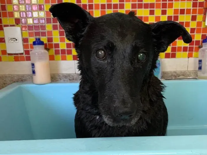 Cachorro raça SRD idade 6 ou mais anos nome Negão 