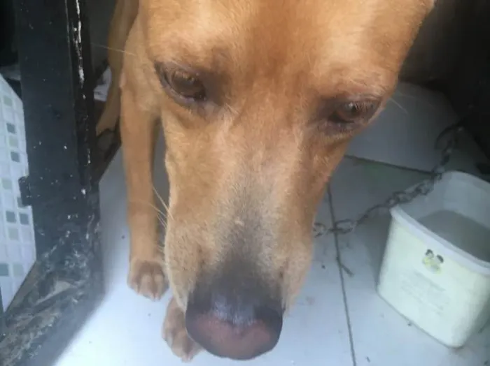 Cachorro ra a Vira Lata idade 2 anos nome Pingo 