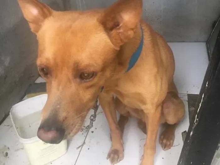 Cachorro ra a Vira Lata idade 2 anos nome Pingo 