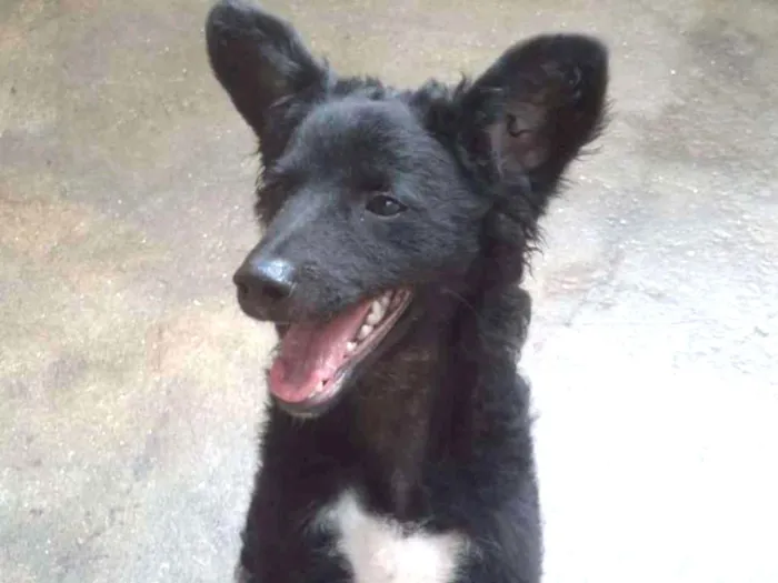 Cachorro ra a Srd idade 7 a 11 meses nome Tuty