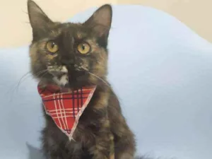 Gato raça SRD idade 2 a 6 meses nome Samira