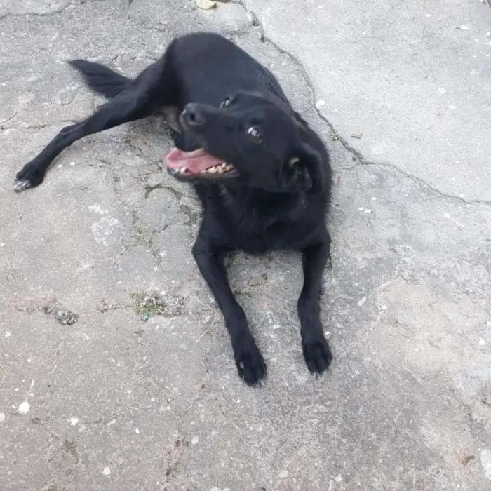 Cachorro ra a SRD idade 2 anos nome Chiquinha