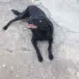 Chiquinha