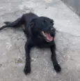 Chiquinha