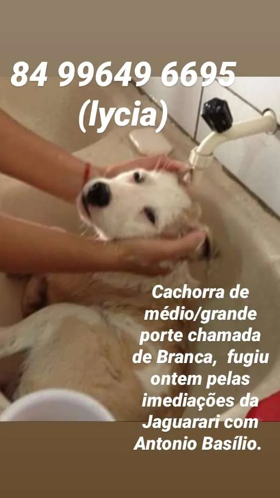 Cachorro ra a SRD  idade 6 ou mais anos nome Branca