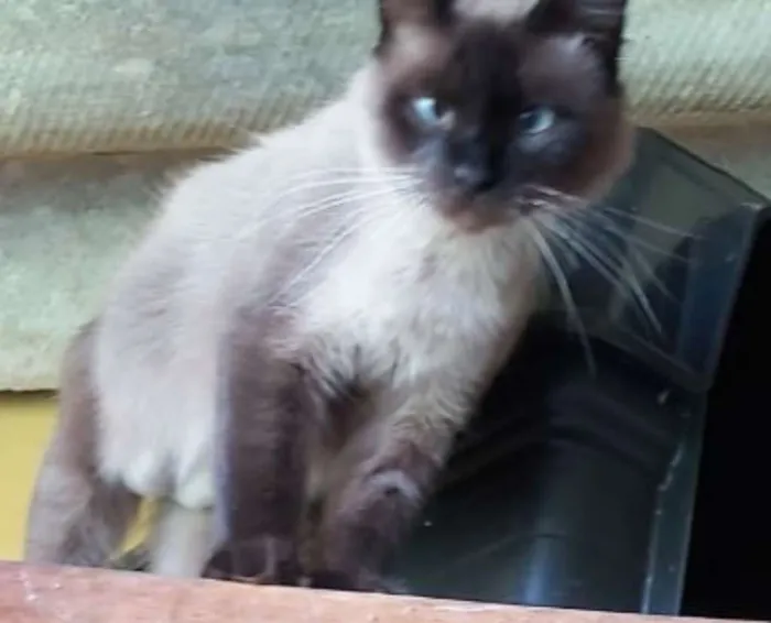Gato ra a Indefinida idade 7 a 11 meses nome Sem nome
