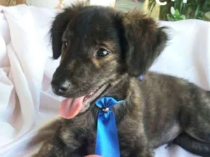 Cachorro raça Sem raça definida  idade 2 a 6 meses nome Tigre