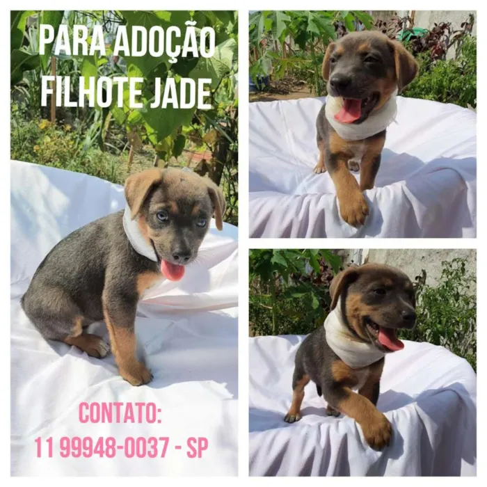 Cachorro ra a Sem raça definida  idade Abaixo de 2 meses nome Jade 