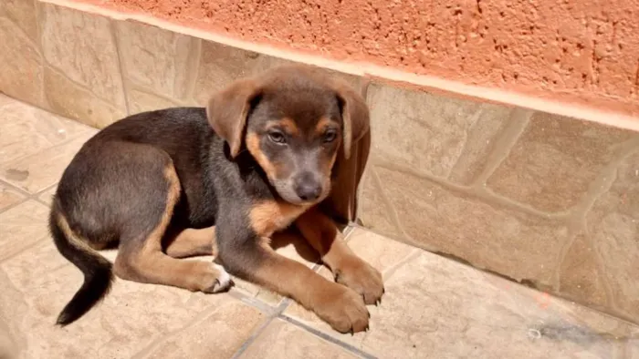 Cachorro ra a Sem raça definida  idade Abaixo de 2 meses nome Jade 