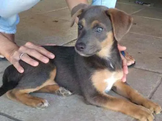 Cachorro ra a Sem raça definida  idade Abaixo de 2 meses nome Jade 