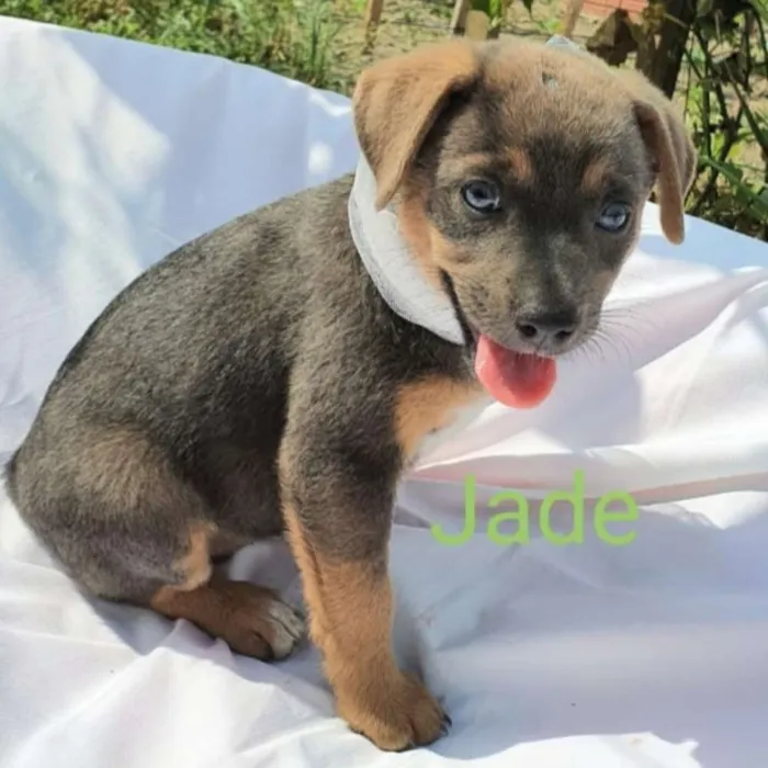 Cachorro ra a Sem raça definida  idade Abaixo de 2 meses nome Jade 