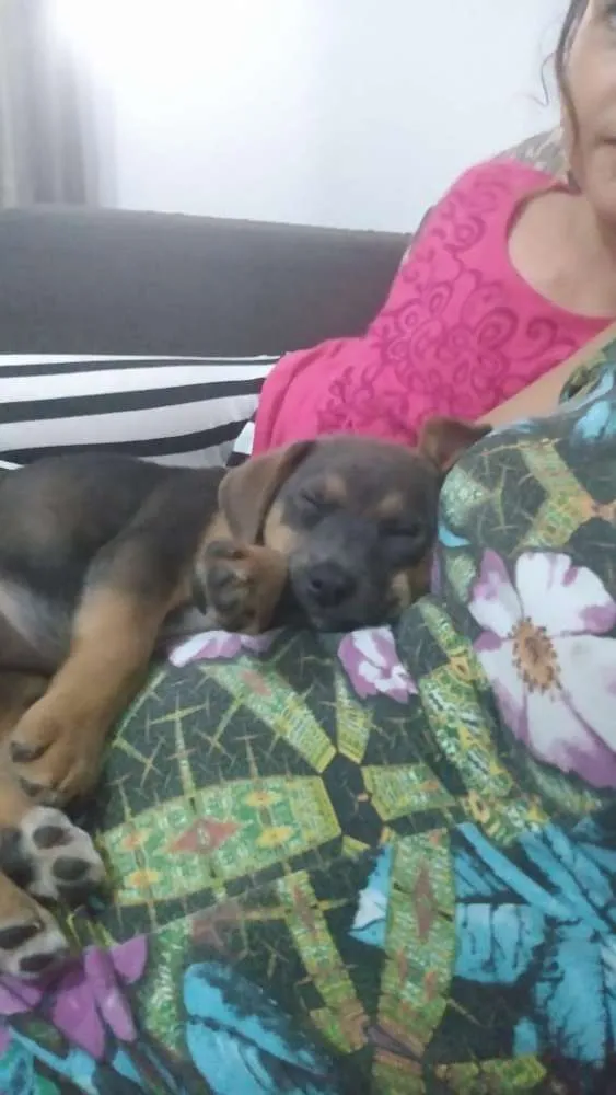 Cachorro ra a Sem raça definida  idade Abaixo de 2 meses nome Jade 