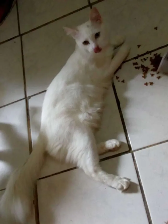 Gato ra a Sem raça definida idade 1 ano nome Floquinho