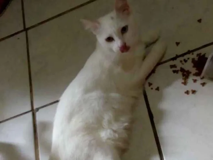 Gato ra a Sem raça definida idade 1 ano nome Floquinho