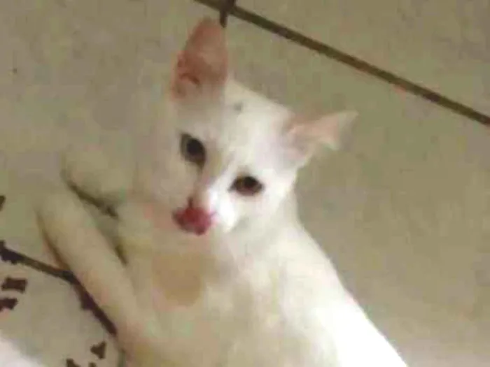 Gato ra a Sem raça definida idade 1 ano nome Floquinho