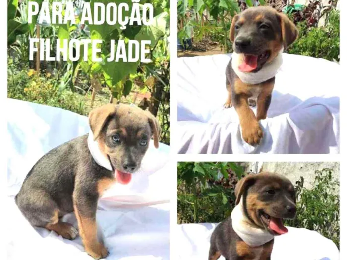 Cachorro ra a Sem raça definida  idade Abaixo de 2 meses nome Jade 