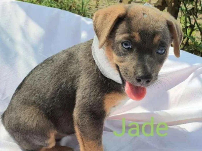 Cachorro ra a Sem raça definida  idade Abaixo de 2 meses nome Jade 