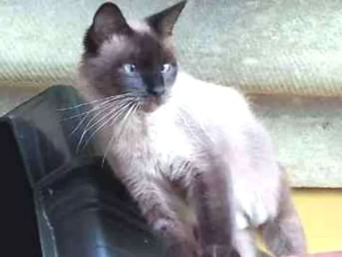 Gato ra a Indefinida idade 7 a 11 meses nome Sem nome