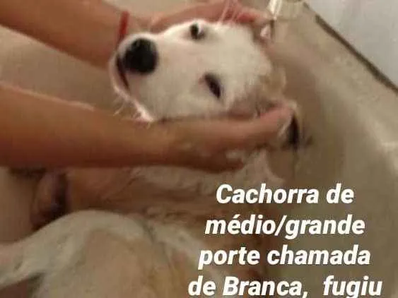 Cachorro ra a SRD  idade 6 ou mais anos nome Branca