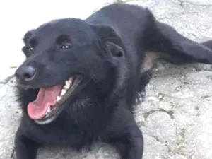 Cachorro raça SRD idade 2 anos nome Chiquinha