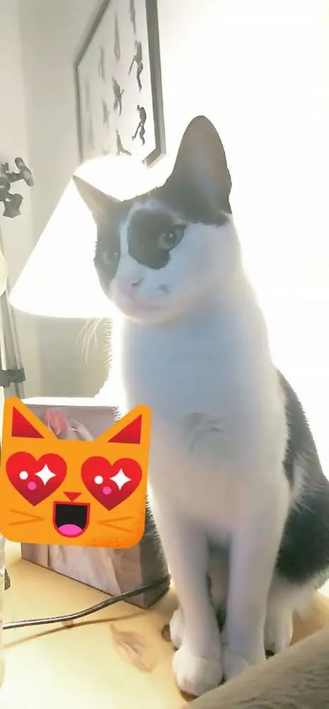 Gato ra a Indefinida idade 3 anos nome Théo