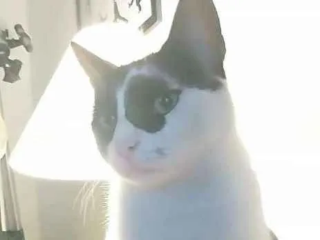 Gato ra a Indefinida idade 3 anos nome Théo